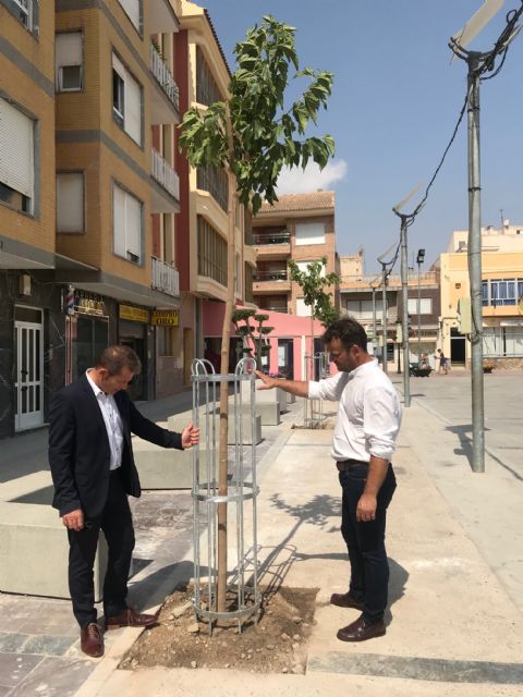 Los árboles vuelven a la Plaza del Ayuntamiento - 2, Foto 2