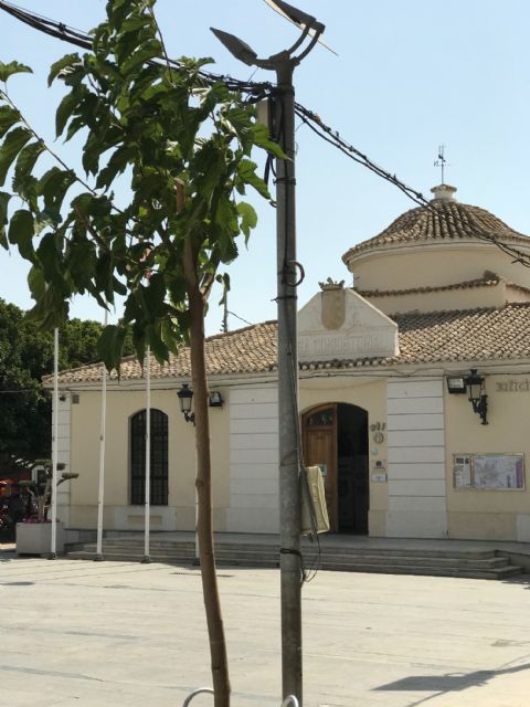 Los árboles vuelven a la Plaza del Ayuntamiento - 3, Foto 3