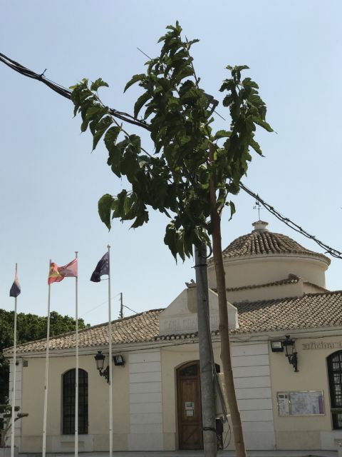 Los árboles vuelven a la Plaza del Ayuntamiento - 4, Foto 4