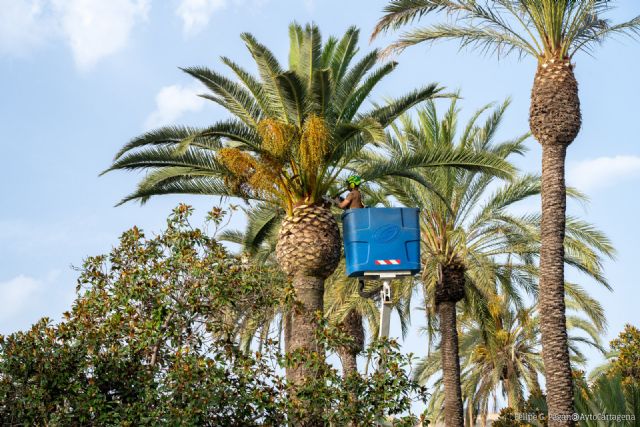 El Ayuntamiento pone a punto las palmeras del centro de la ciudad durante el verano - 1, Foto 1