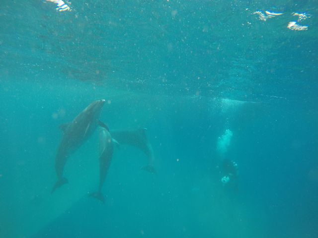 Liberados tres delfines mulares de la almadraba de La Azohía, Cartagena - 2, Foto 2