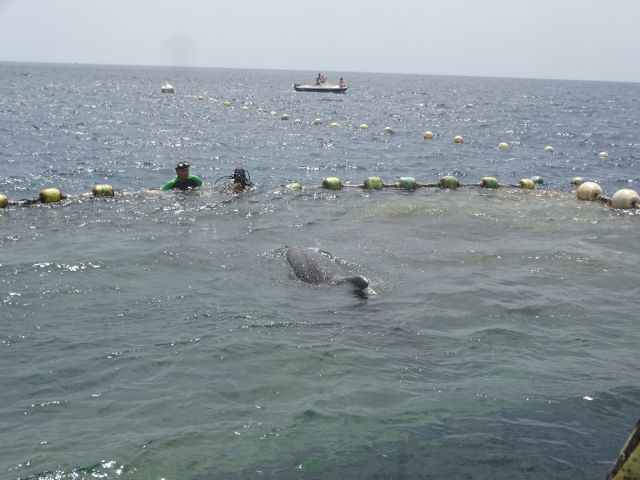 Liberados tres delfines mulares de la almadraba de La Azohía, Cartagena - 3, Foto 3