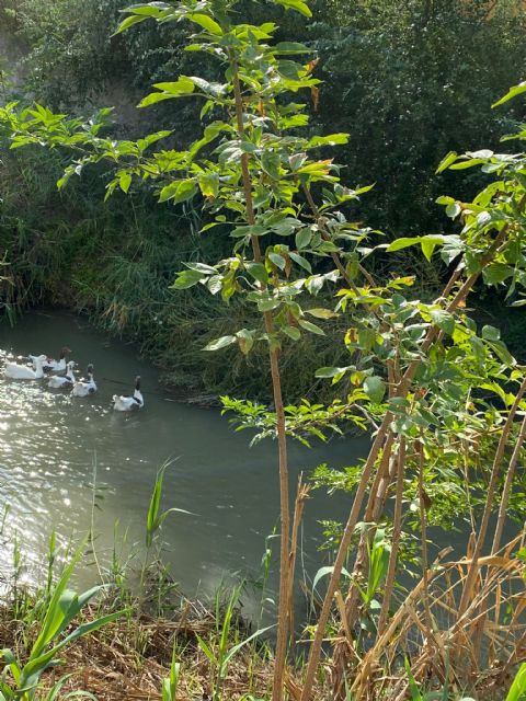 El Ayuntamiento y ANSE recuperan el bosque de ribera en el río Segura a su paso por El Raal - 3, Foto 3