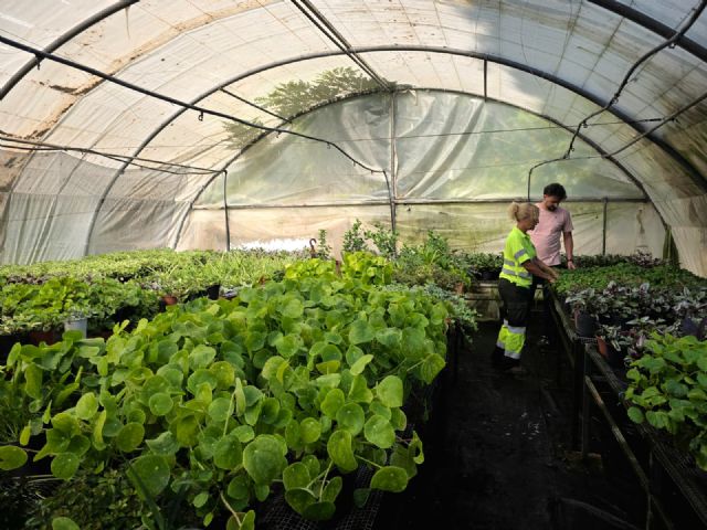 Los Viveros Municipales de La Torrecilla producen cada año más de 20.000 plantas para embellecer Lorca y sus pedanías - 3, Foto 3