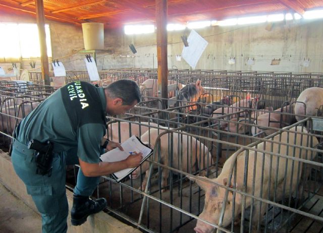 La Guardia Civil descubre una granja de ganado porcino con graves deficiencias - 2, Foto 2