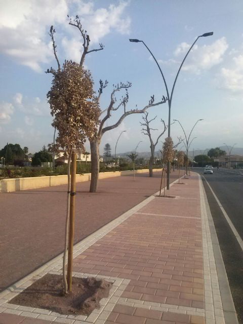 IU-Verdes alerta de que se están secando los ejemplares de encina de la rambla de Tiata - 1, Foto 1