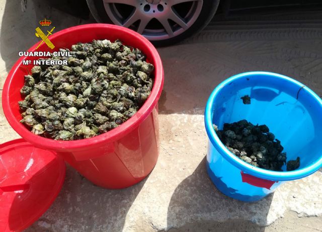 La Guardia Civil sorprende a cinco personas capturando gran cantidad de caracolas de mar sin autorización en Playa Honda - 2, Foto 2