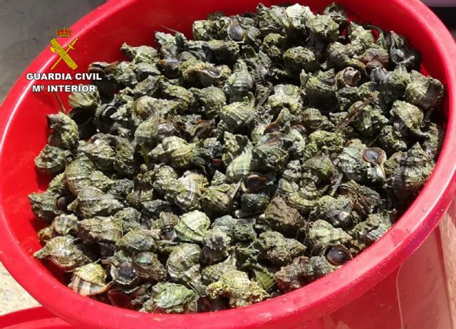 La Guardia Civil sorprende a cinco personas capturando gran cantidad de caracolas de mar sin autorización en Playa Honda - 3, Foto 3