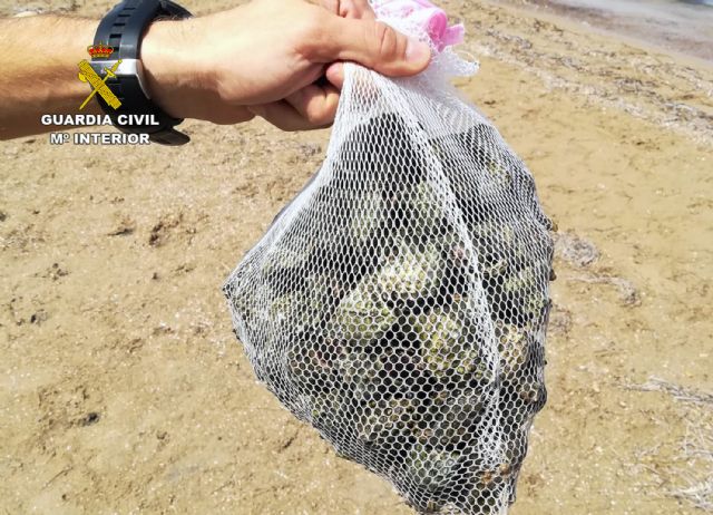 La Guardia Civil sorprende a cinco personas capturando gran cantidad de caracolas de mar sin autorización en Playa Honda - 4, Foto 4