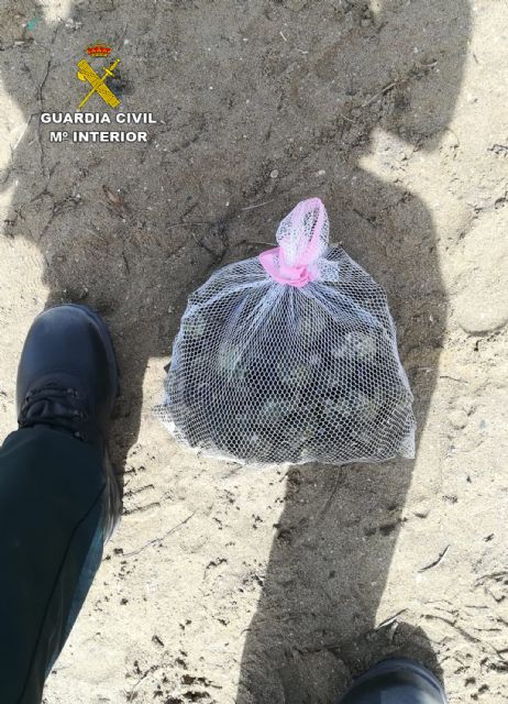 La Guardia Civil sorprende a cinco personas capturando gran cantidad de caracolas de mar sin autorización en Playa Honda - 5, Foto 5