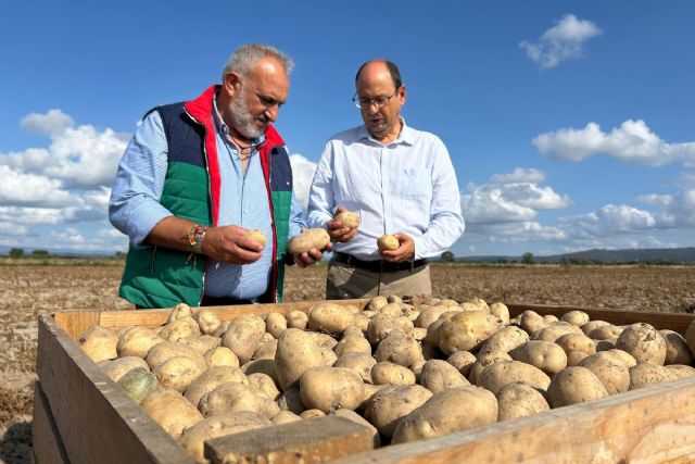 La patata temprana del Campo de Cartagena se muestra en la Feria Agro de Limia en Galicia - 1, Foto 1