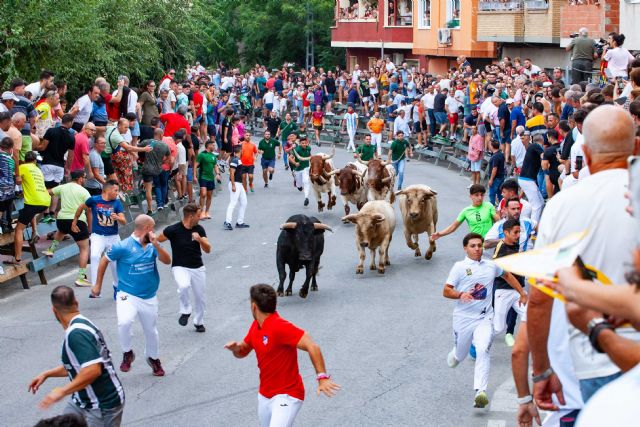 Doble encierro en Calasparra en el día de hoy con el desafío ganadero entre Prieto de la Cal y Miura - 1, Foto 1