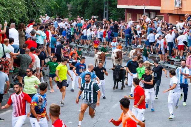 Doble encierro en Calasparra en el día de hoy con el desafío ganadero entre Prieto de la Cal y Miura - 3, Foto 3