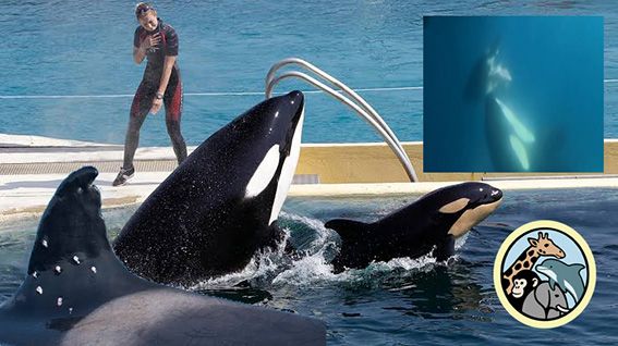 Los maestros que quieren salvar a las orcas
