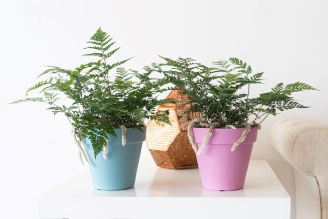 HOMY JUNGLE lanza plantas que se comunican con sus dueños - 2, Foto 2