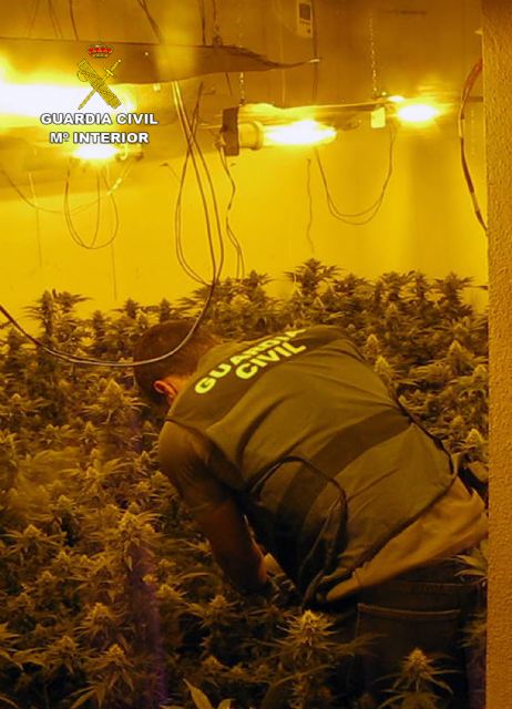 La Guardia Civil desmantela en Librilla un grupo criminal dedicado al cultivo ilícito de marihuana - 1, Foto 1