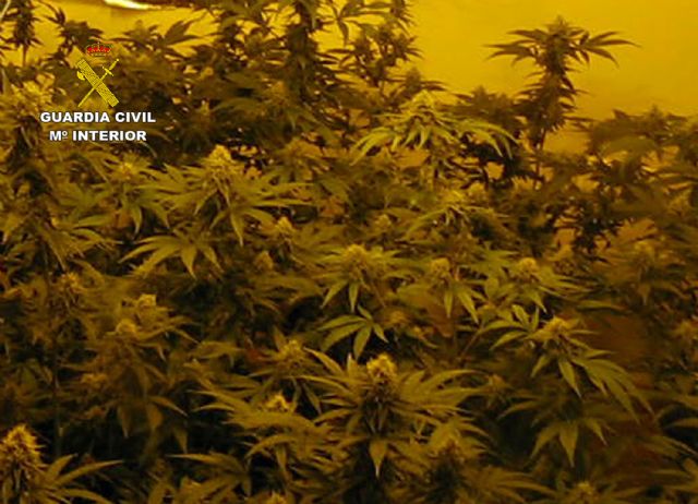 La Guardia Civil desmantela en Librilla un grupo criminal dedicado al cultivo ilícito de marihuana - 5, Foto 5