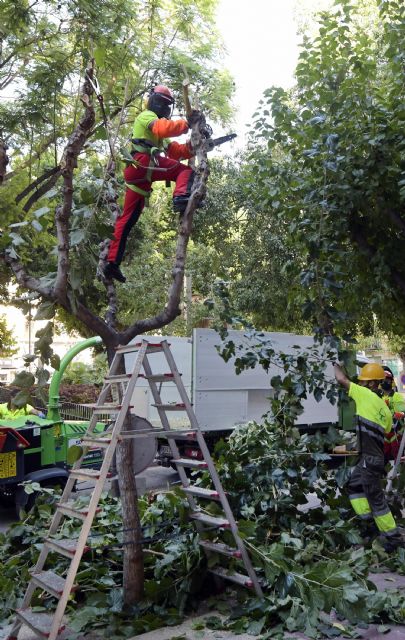 Desarrollo Urbano apuesta por la economía circular aprovechando la poda de más de 20.000 moreras - 2, Foto 2