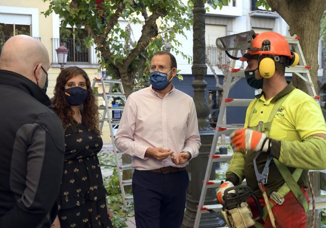 Desarrollo Urbano apuesta por la economía circular aprovechando la poda de más de 20.000 moreras - 3, Foto 3