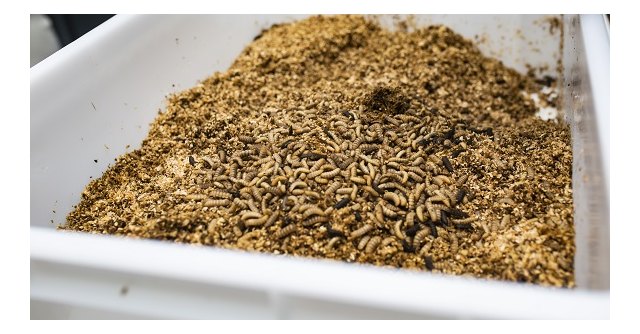 La vida de las larvas de moscas soldado negra: de comer biorresiduos al piensode los animales - 1, Foto 1
