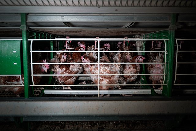 La ONG Equalia publica duras imágenes de gallinas ponedoras mantenidas en el sistema de jaulas - 1, Foto 1