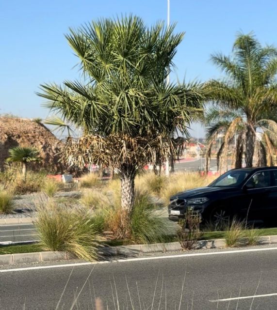 El abandono de la avenida de conexión de la A7 con El Esparragal y Cobatillas pone en riesgo la seguridad de miles de vecinos - 3, Foto 3