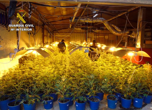 Cae en Bullas un grupo delictivo dedicado al cultivo ilícito de marihuana - 2, Foto 2