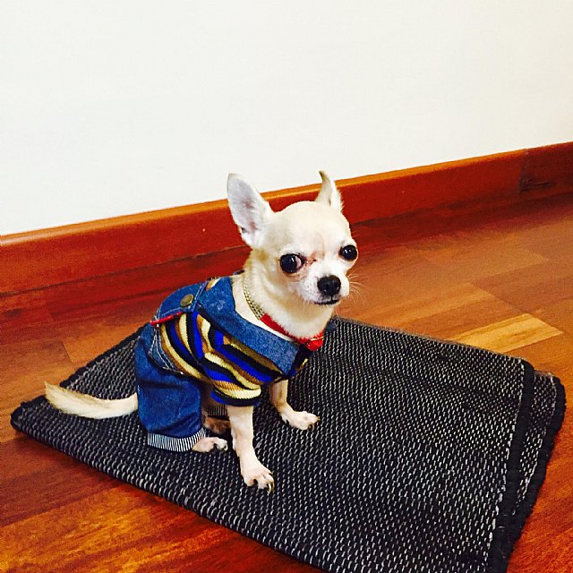 Ofrecen una recompensa de 2.000 € al que encuentre a un perrito perdido por el barrio de San José de Totana, Foto 1