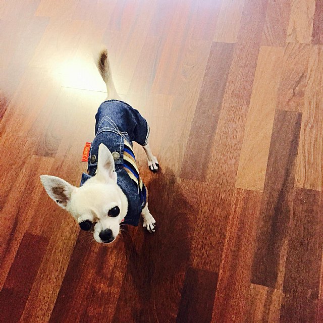 Ofrecen una recompensa de 2.000 € al que encuentre a un perrito perdido por el barrio de San José de Totana, Foto 2