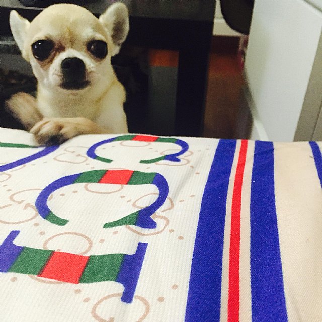 Ofrecen una recompensa de 2.000 € al que encuentre a un perrito perdido por el barrio de San José de Totana, Foto 3