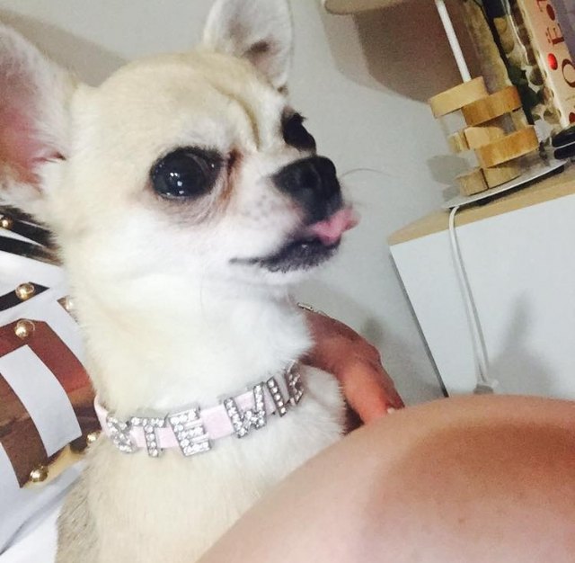 Ofrecen una recompensa de 2.000 € al que encuentre a un perrito perdido por el barrio de San José de Totana, Foto 4