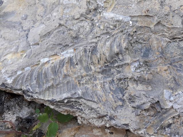 Hallan en Cehegín el fósil de vertebrado más antiguo localizado hasta ahora en la Región - 1, Foto 1