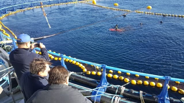 La Comunidad destina 6 millones para fomentar la competitividad y el crecimiento de la acuicultura sostenible - 3, Foto 3