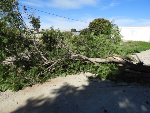 IU-V logra paralizar la eliminación de la alameda de jacarandas que flanquea la vía de entrada a Lorca por la carretera de Caravaca - 2, Foto 2