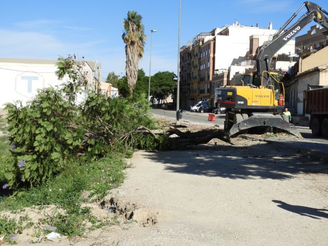 IU-V logra paralizar la eliminación de la alameda de jacarandas que flanquea la vía de entrada a Lorca por la carretera de Caravaca - 3, Foto 3
