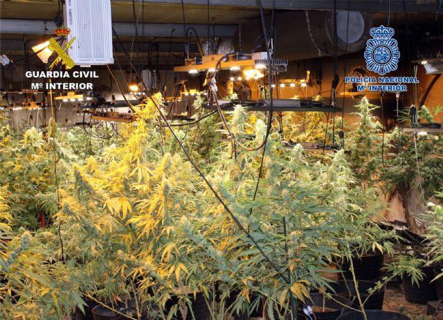 Desmantelan en Cartagena un invernadero clandestino dedicado al cultivo de marihuana - 2, Foto 2