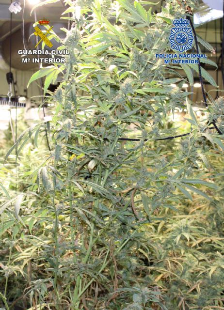 Desmantelan en Cartagena un invernadero clandestino dedicado al cultivo de marihuana - 3, Foto 3