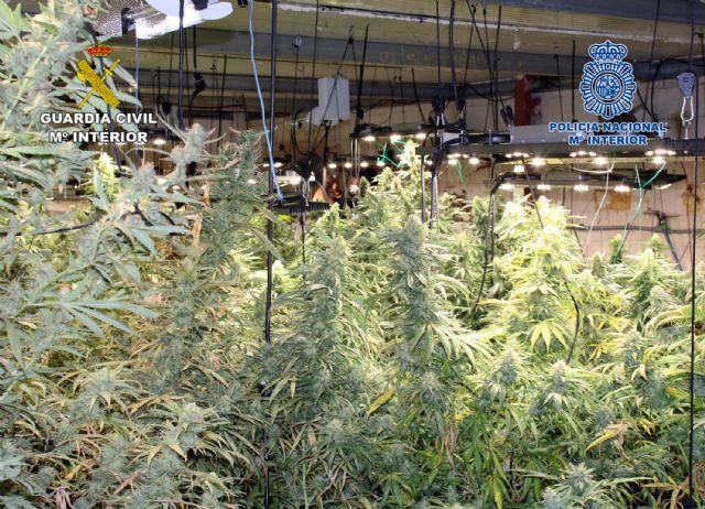 Desmantelan en Cartagena un invernadero clandestino dedicado al cultivo de marihuana - 4, Foto 4