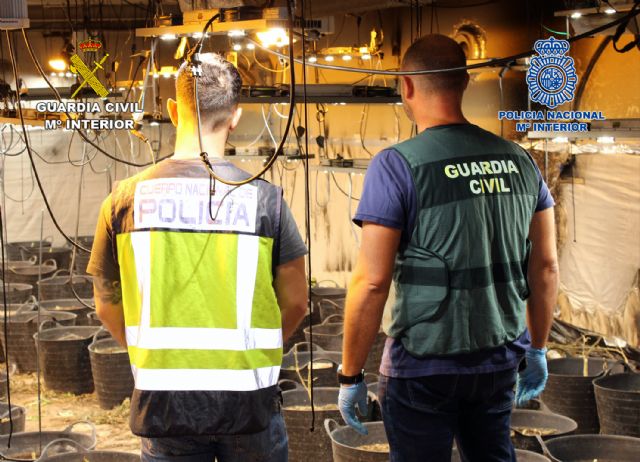 Desmantelan en Cartagena un invernadero clandestino dedicado al cultivo de marihuana - 5, Foto 5