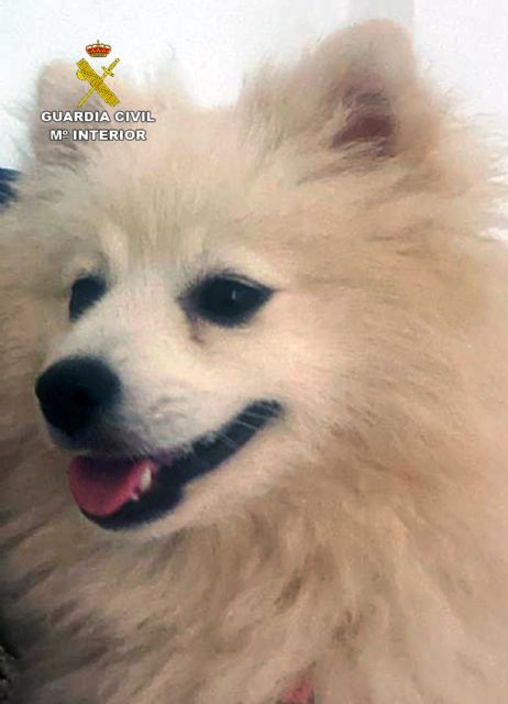 La Guardia Civil localiza en Valencia un cachorro de Pomerania desaparecido en Cabo de Palos-Cartagena - 2, Foto 2