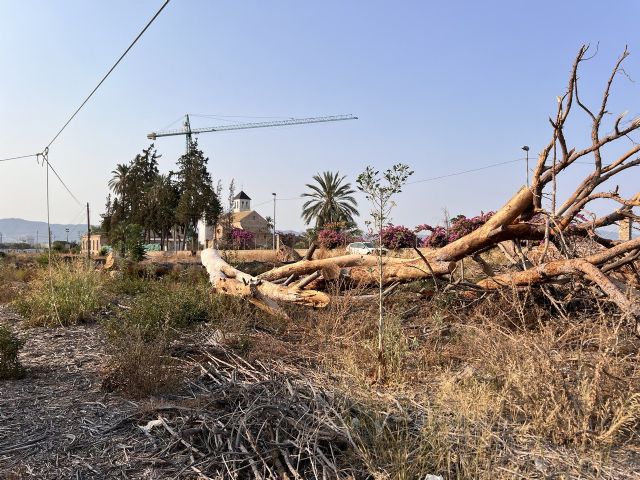 Los pinos centenarios de Churra entran en la Lista Roja del Patrimonio en Peligro tras la petición de Huermur - 3, Foto 3