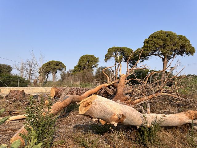 Los pinos centenarios de Churra entran en la Lista Roja del Patrimonio en Peligro tras la petición de Huermur - 4, Foto 4