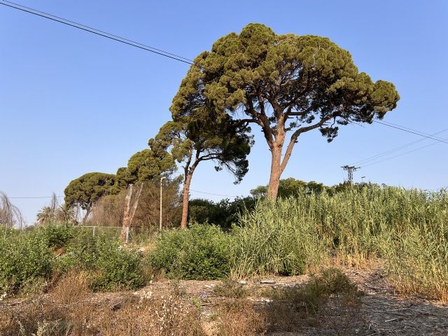 Los pinos centenarios de Churra entran en la Lista Roja del Patrimonio en Peligro tras la petición de Huermur - 5, Foto 5