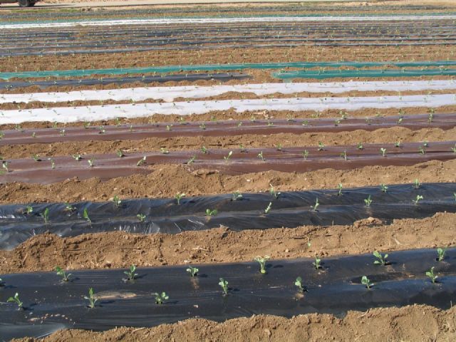 El IMIDA consigue reducir a seis meses el periodo de biodegradación de los restos plásticos de acolchados agrícolas - 1, Foto 1