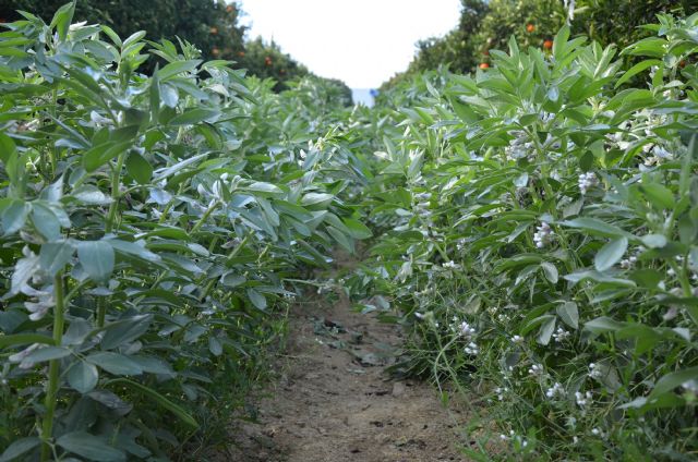 Habas entre mandarinos para aumentar la productividad y reducir la erosión del suelo - 2, Foto 2