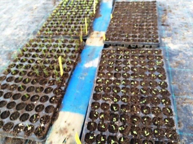 Los templarios de Jumilla ubican en cinco municipios españoles su incipiente Banco Nacional de Semillas autóctonas en peligro de extinción - 1, Foto 1