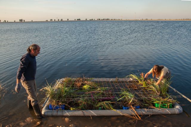 Hidrogea y ANSE inician la instalación de 5 islas de gran tamaño para la nidificación de aves acuáticas en la EDAR de Cabezo Beaza - 2, Foto 2