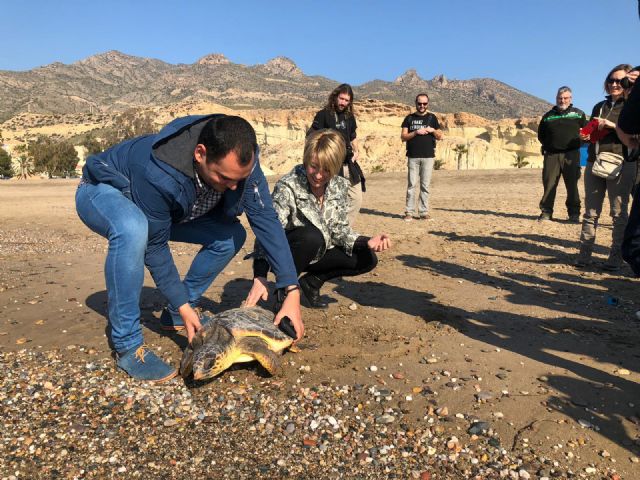 Liberada una tortuga boba que estuvo a punto de ahogarse al quedar enredada en una red de pesca en La Manga - 1, Foto 1