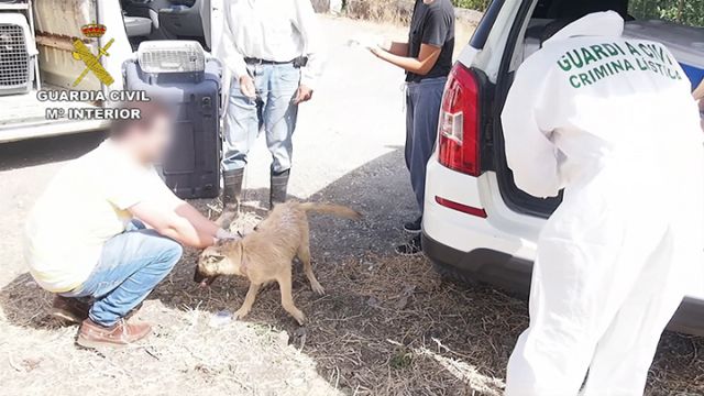El SEPRONA de la Guardia Civil detiene o investiga a cerca de 600 personas por delitos contra el maltrato animal - 2, Foto 2