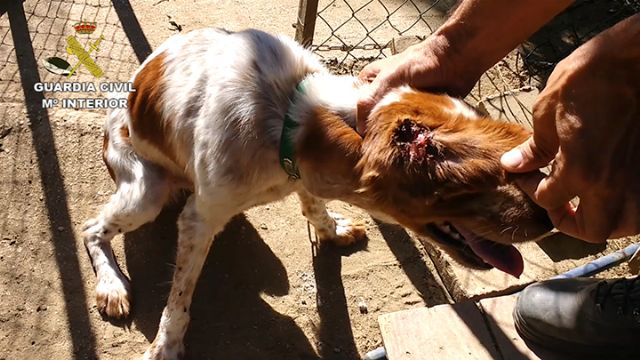 El SEPRONA de la Guardia Civil detiene o investiga a cerca de 600 personas por delitos contra el maltrato animal - 3, Foto 3